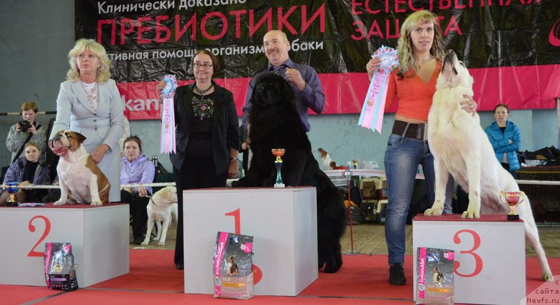 Фото: ньюфаундленд Скарлет О'Хара