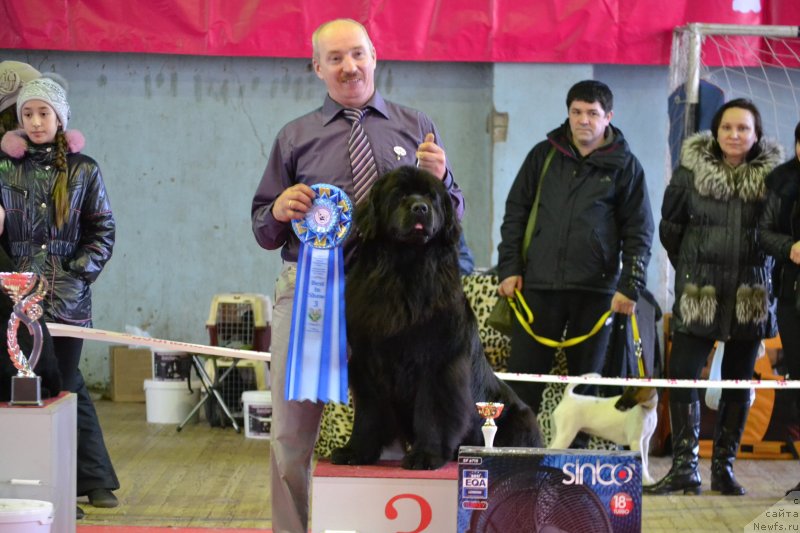 Фото: ньюфаундленд Скарлет О'Хара