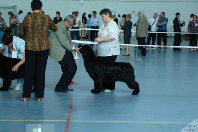 Фото: ньюфаундленд Индиана Джуна из Тихого Омута (Indiana Dzhuna iz Tihogo Omuta)
