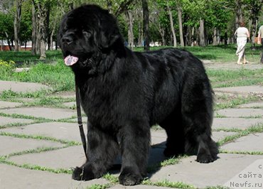 Фото: ньюфаундленд Калифорния Кара Дениз (Kaliforniya Kara Deniz)