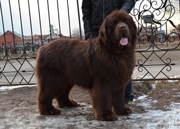 Фото: ньюфаундленд Анджело Орсо Аттис (Angelo Orso Attis)