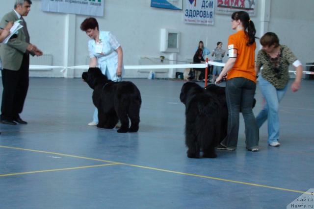 Фото: ньюфаундленд Династия Квин из Медвежьего Яра (Dynasty Queen iz Medvejyego Yara), ньюфаундленд Евро Сюрпрайз от Сибирского Медведя (Euro Surprise ot Sibirskogo Medvedja)