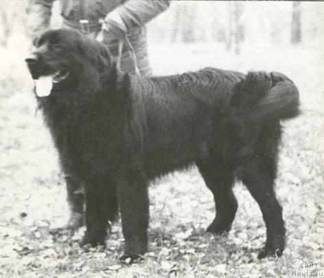 Фото: ньюфаундленд Рэн