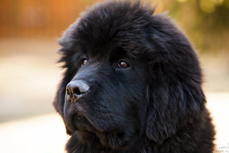 Фото: ньюфаундленд Эльбрус из Антаграда