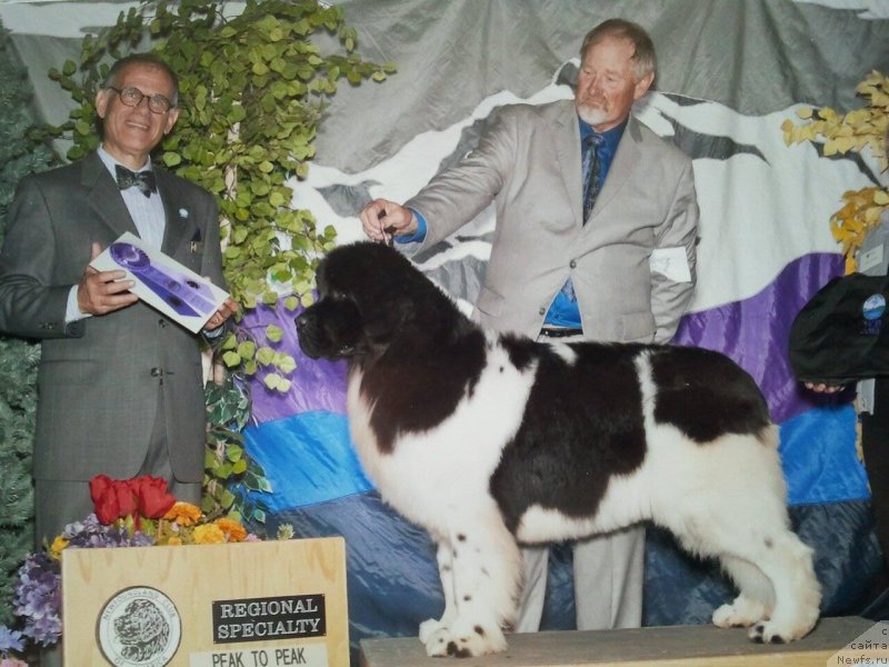 Фото: ньюфаундленд Callistos Resolution