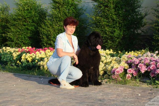 Фото: ньюфаундленд Династия Квин из Медвежьего Яра (Dynasty Queen iz Medvejyego Yara), Надежда Стрельцова