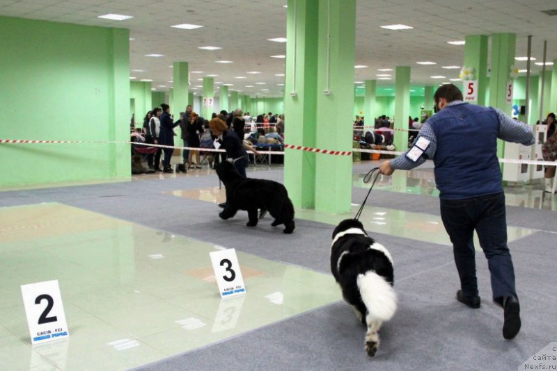 Фото: ньюфаундленд Аллегро Кон Брио Династия Совершенства (Allegro Con Brio Dinastiya Soverchenstva), ньюфаундленд Bona Mente