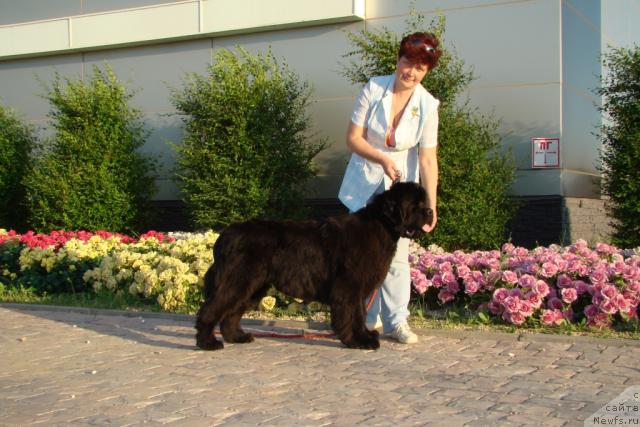 Фото: ньюфаундленд Династия Квин из Медвежьего Яра (Dynasty Queen iz Medvejyego Yara), Надежда Стрельцова