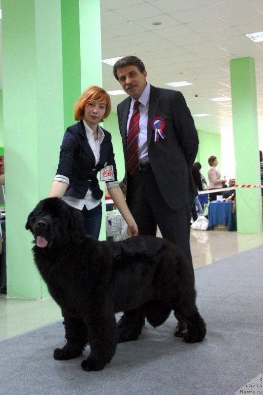 Фото: ньюфаундленд Аллегро Кон Брио Династия Совершенства (Allegro Con Brio Dinastiya Soverchenstva)