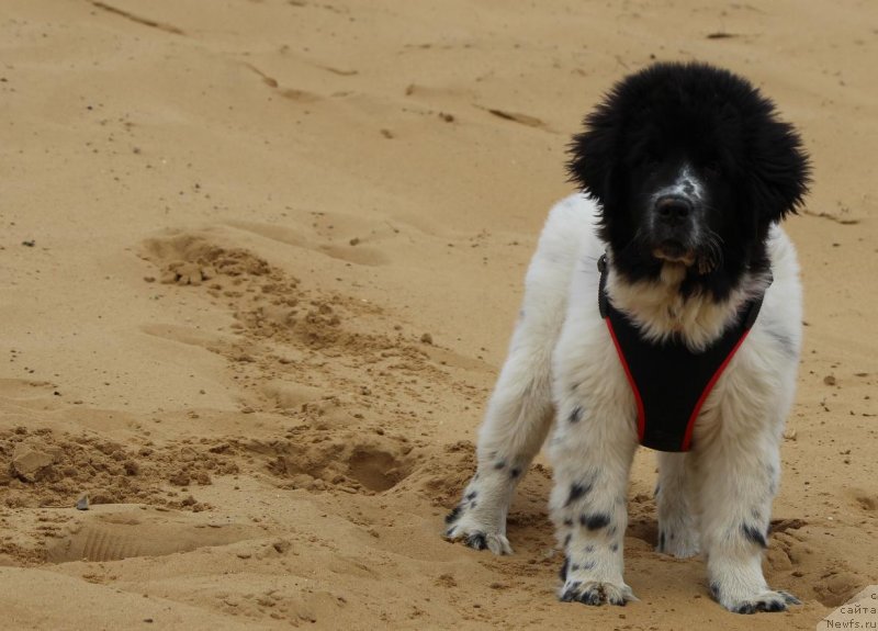 Фото: ньюфаундленд Сент Джонс Исида, ньюфаундленд Сент Джонс Исида