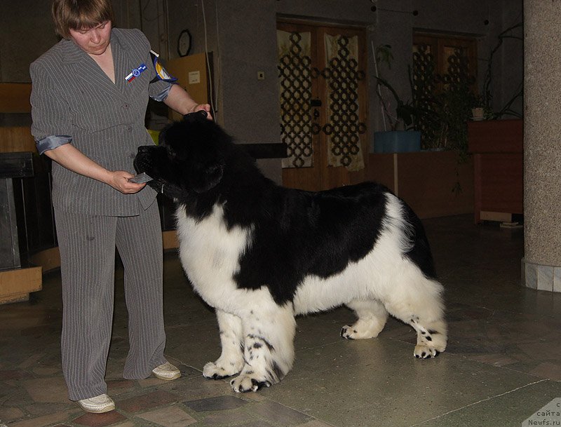 Фото: ньюфаундленд Супер Бизон Космос (Super Bizon Cosmos)