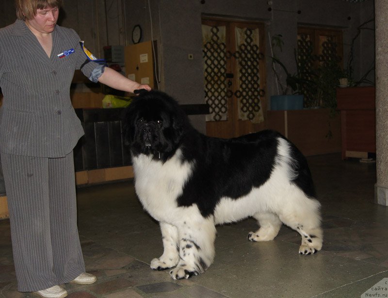 Фото: ньюфаундленд Супер Бизон Космос (Super Bizon Cosmos)