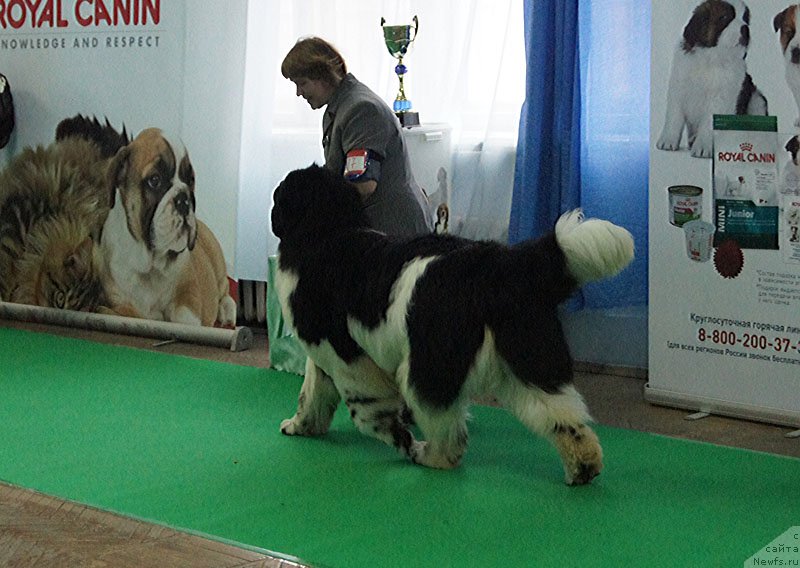 Фото: ньюфаундленд Супер Бизон Космос (Super Bizon Cosmos)