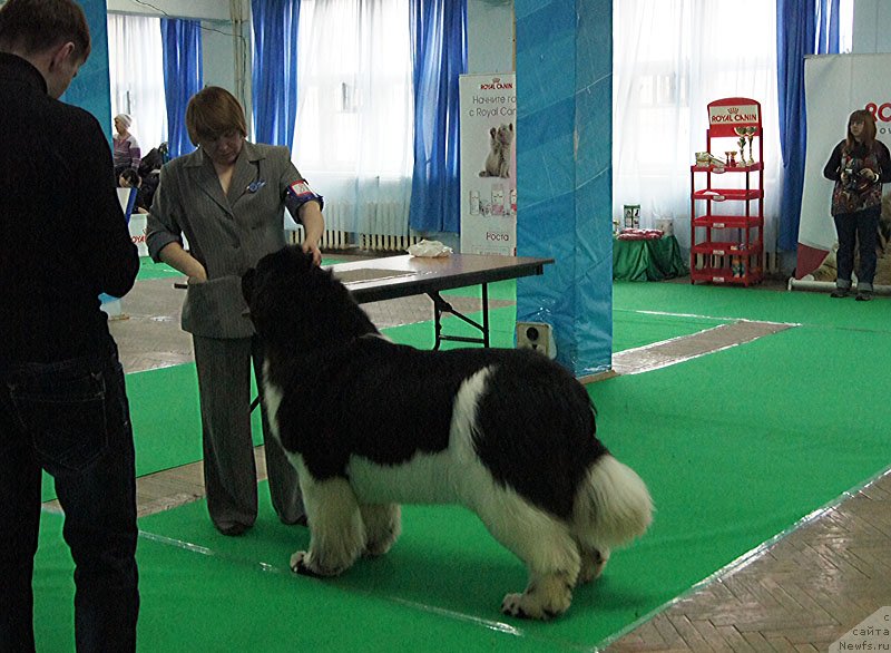 Фото: ньюфаундленд Супер Бизон Космос (Super Bizon Cosmos)