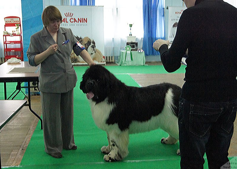 Фото: ньюфаундленд Супер Бизон Космос (Super Bizon Cosmos)