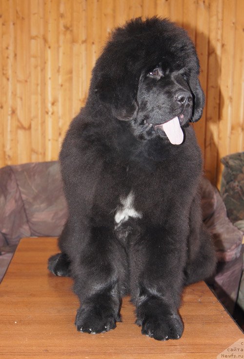 Фото: ньюфаундленд Супер Бизон Лакшми Лана