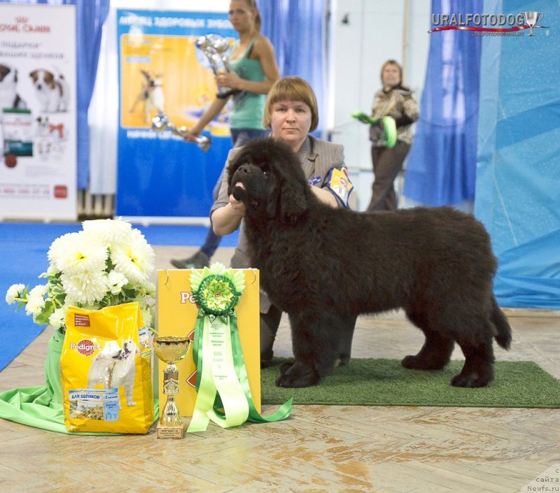 Фото: ньюфаундленд Супер Бизон Лакшми Лана