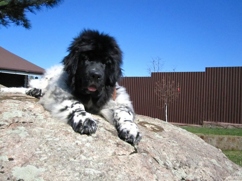 Фото: ньюфаундленд Gelios Super Mishka