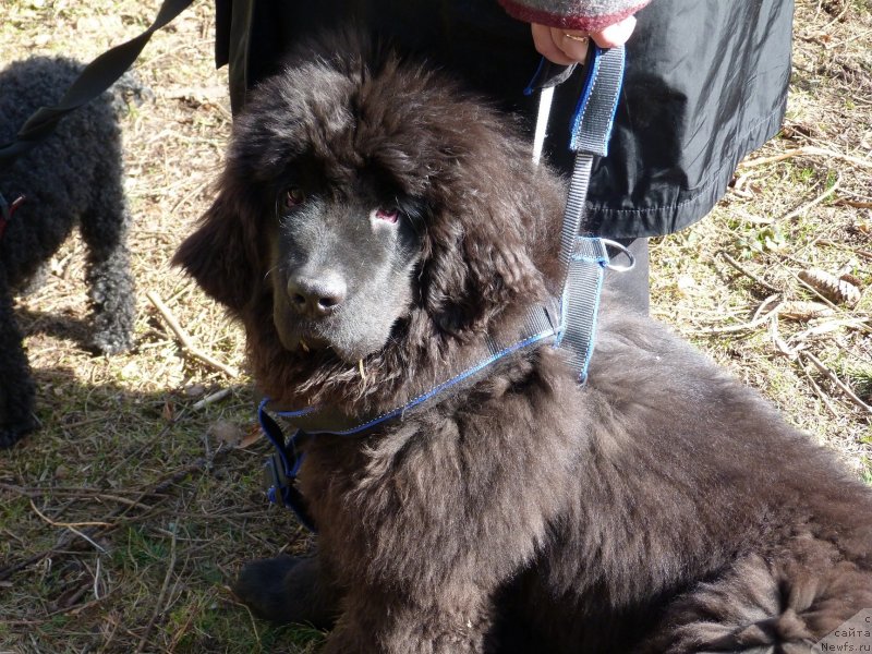 Фото: ньюфаундленд Смигар Тэйл ов Оушен (Smigar Tale of Ocean)