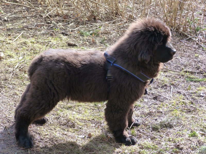 Фото: ньюфаундленд Смигар Тэйл ов Оушен (Smigar Tale of Ocean)