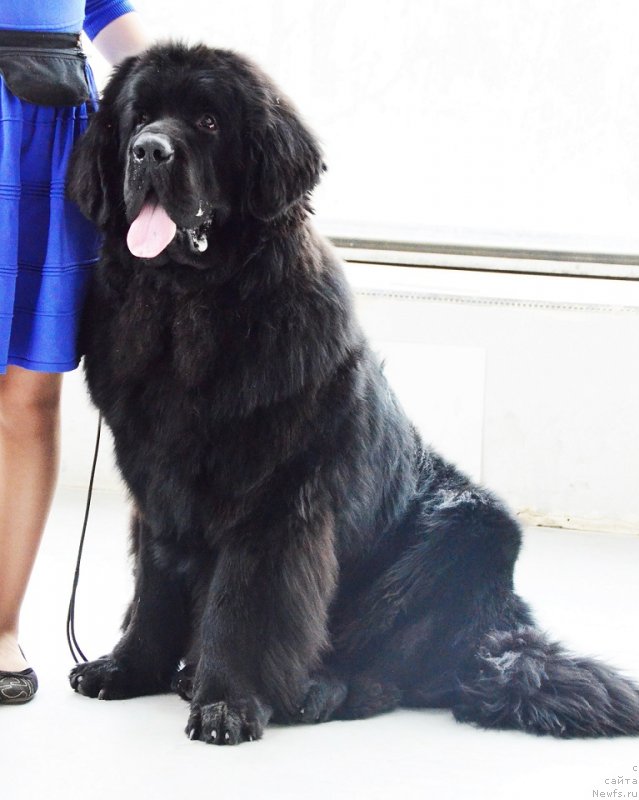 Фотография № 150664