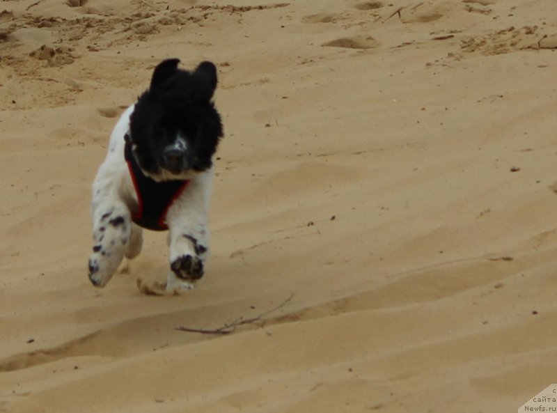 Фото: ньюфаундленд Сент Джонс Исида, ньюфаундленд Сент Джонс Исида