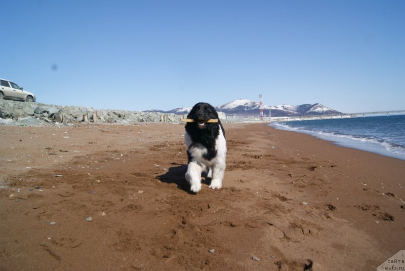 Фото: ньюфаундленд Аквиан Сонг Карамель