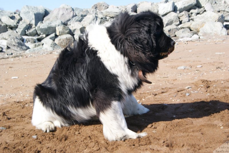 Фото: ньюфаундленд Аквиан Сонг Карамель