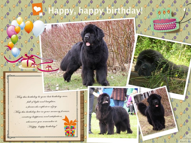 Фото: ньюфаундленд Skippers Only You for Smigar