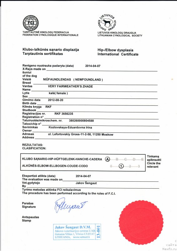 Фото: ньюфаундленд Very Fairweathers Zhade