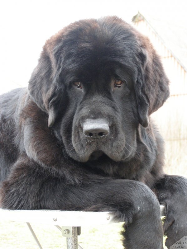 Фото: ньюфаундленд Черная Мафия Маубе Ше Вилл (Chernaya Mafia Maybe She Will)