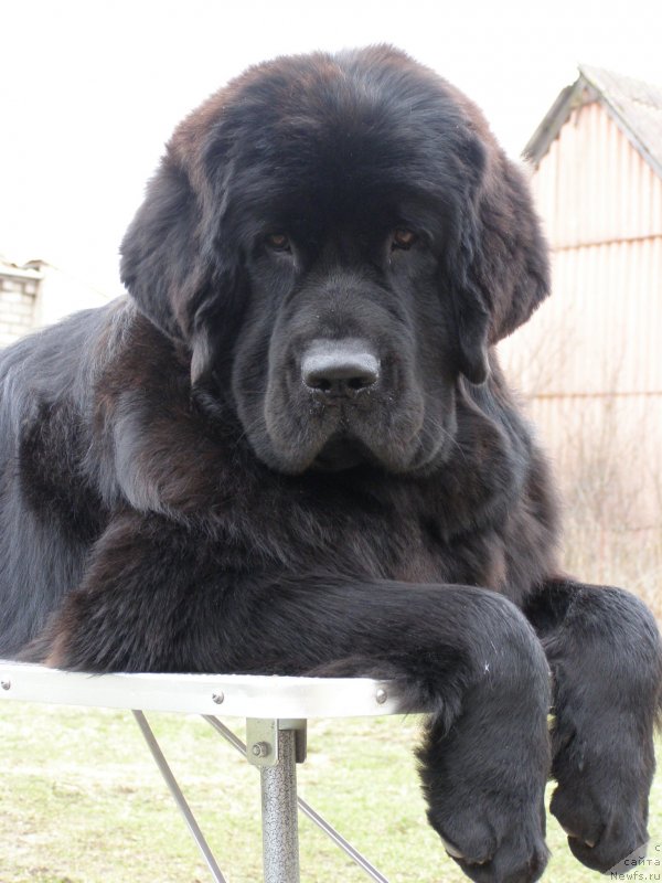 Фото: ньюфаундленд Черная Мафия Маубе Ше Вилл (Chernaya Mafia Maybe She Will)