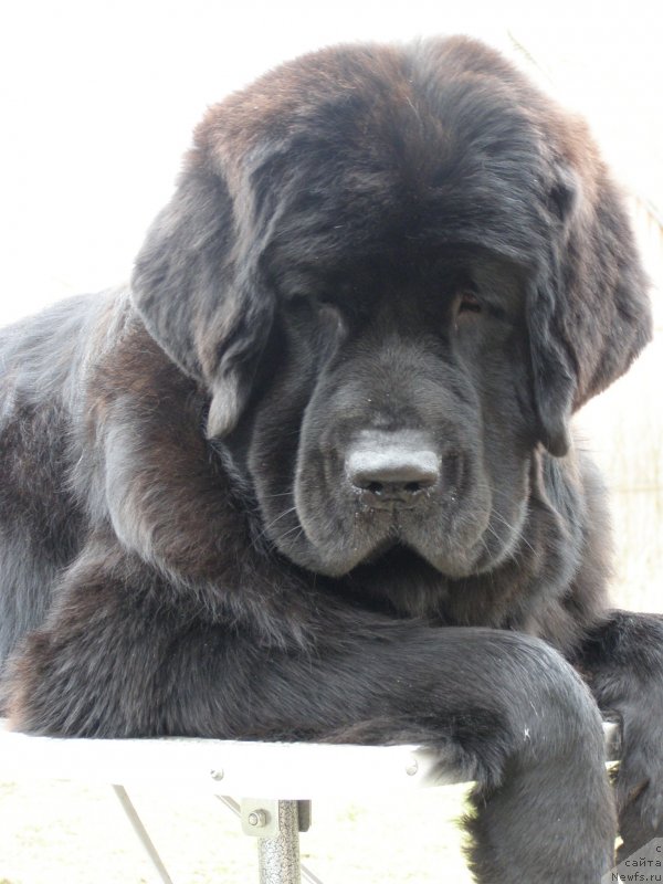 Фото: ньюфаундленд Черная Мафия Маубе Ше Вилл (Chernaya Mafia Maybe She Will)