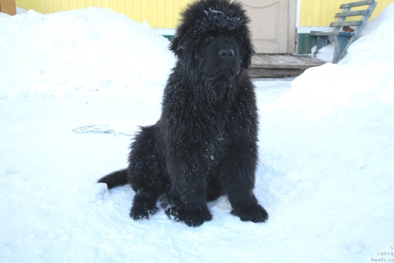 Фото: ньюфаундленд Аллегианс Брайт Проспект