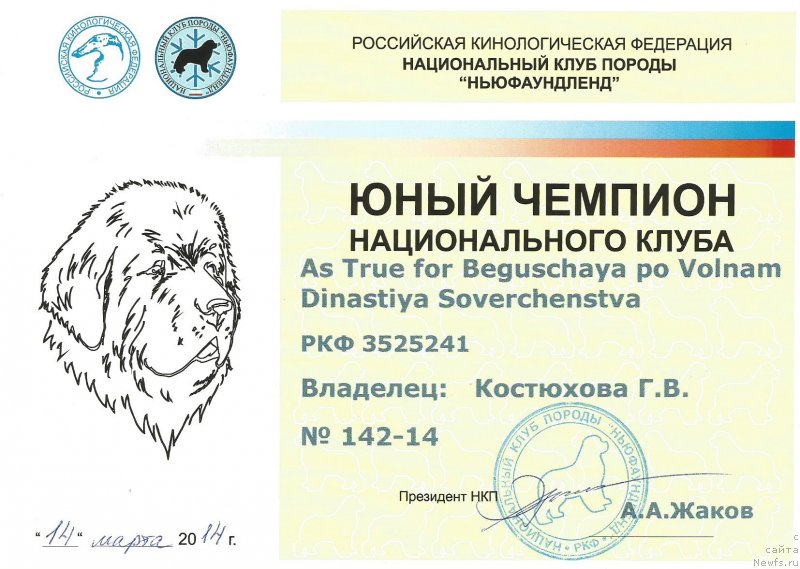 Фото: ньюфаундленд Аз Труэ Бегущая по Волнам Династия Совершенства (As True for Beguschaya po Volnam Dinastiya Soverchenstva)