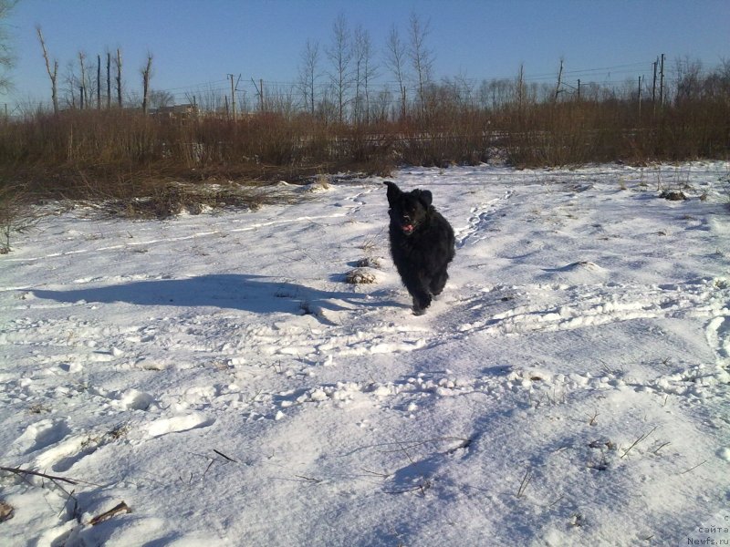 Фото: ньюфаундленд Великий Медведь Загадка