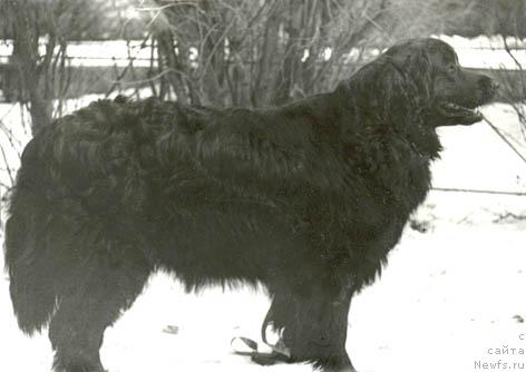 Фото: ньюфаундленд Ульдана Бард