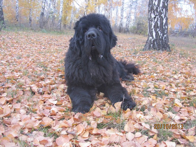 Фото: ньюфаундленд Мэджестик Гудсоул Найт энд Дэй (Majestic Goodsoul Nait'End'Dey)