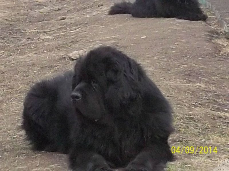 Фото: ньюфаундленд Супер Премиум Линиэль Дайлиррин (Super Premium Liniel Daylirring)