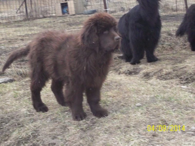 Фото: ньюфаундленд Ньюфорт Ю'Северино