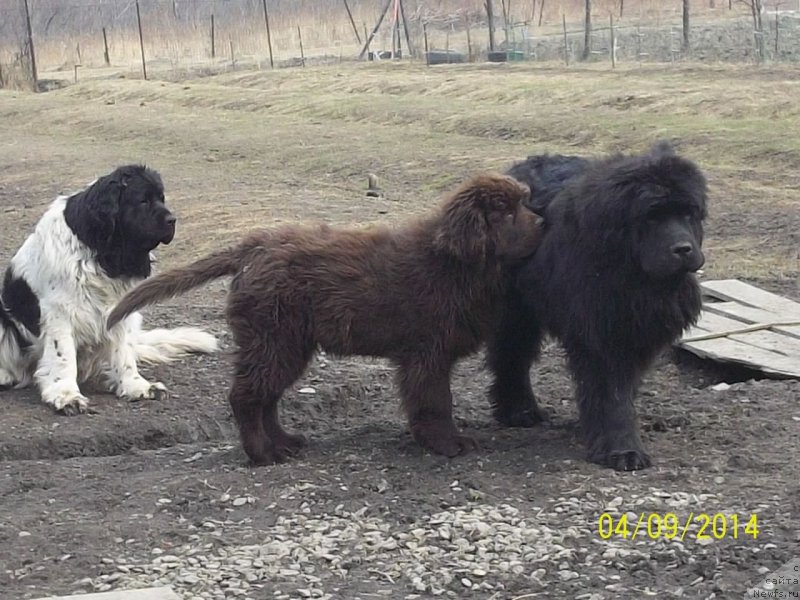 Фото: ньюфаундленд Супер Премиум Литониэль Валланинор (Super Premium Litoniel Vallaninor), ньюфаундленд Супер Премиум Нао Дел Трато, ньюфаундленд Ньюфорт Ю'Северино