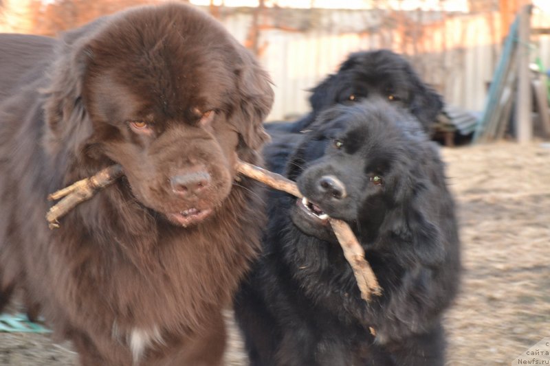 Фото: ньюфаундленд Акватория Келвин Риверданс (Aquatoriya Kelvin Riverdance), ньюфаундленд Талисман Моря Мишель