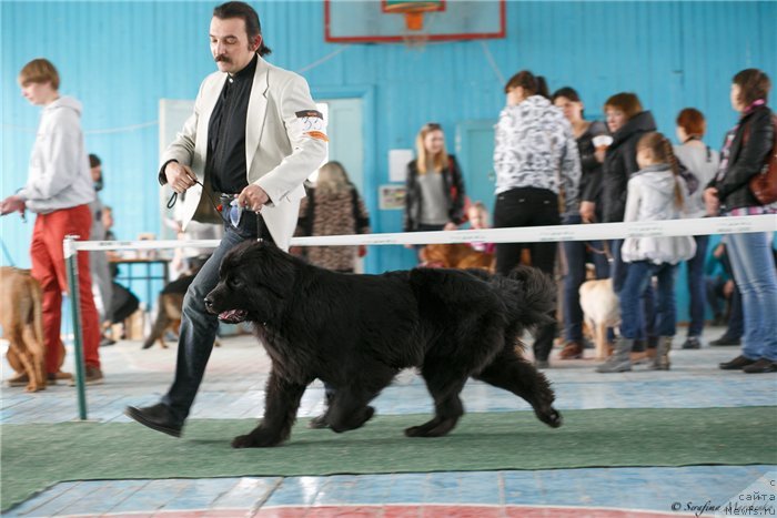 Фото: ньюфаундленд Би Перфект Арабелла, Шуваев Дмитрий-владелец