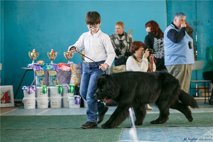 Фото: ньюфаундленд Би Перфект Арабелла, мой старший сынок Миша