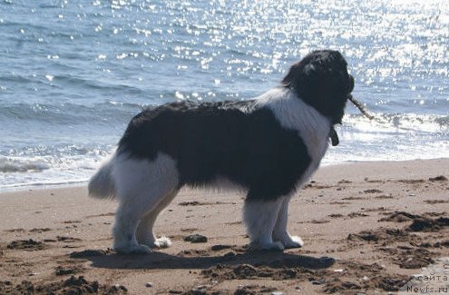 Фотография № 150757