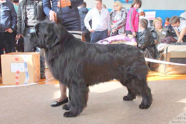 Фото: ньюфаундленд Аквиан Сонг Инсайд Ми Ворд