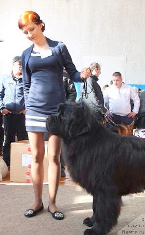 Фото: ньюфаундленд Аквиан Сонг Инсайд Ми Ворд