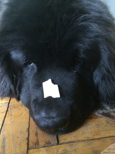 Фото: ньюфаундленд Дар Свезы Милк он Павс