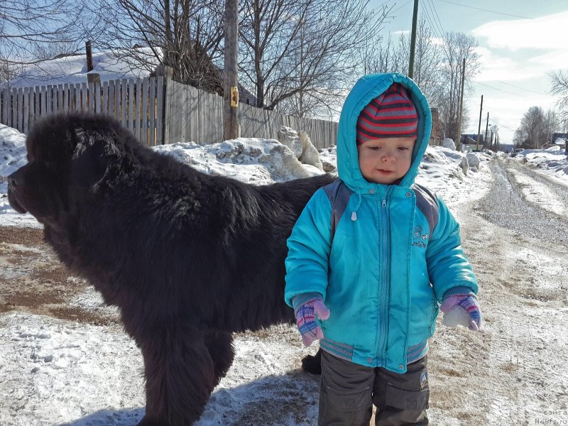 Фото: ньюфаундленд Их Высочество Владлена Маджикс, Ромашка)