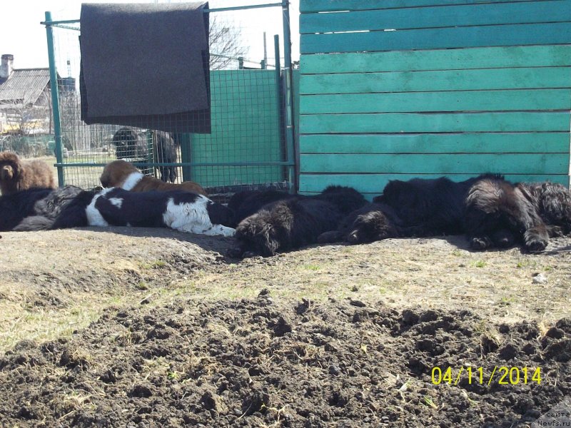 Фото: ньюфаундленд Вито Качо Ферл (Vito Kacho Ferl), ньюфаундленд Вито Качо Ферл (Vito Kacho Ferl), ньюфаундленд Супер Премиум Линиэль Дайлиррин (Super Premium Liniel Daylirring), ньюфаундленд Супер Премиум Литониэль Валланинор (Super Premium Litoniel Vallaninor), ньюфаундленд Супер Премиум Микадо (Super Premium Mikado), ньюфаундленд Супер Премиум Нао Дел Трато, ньюфаундленд Супер Премиум Немессис